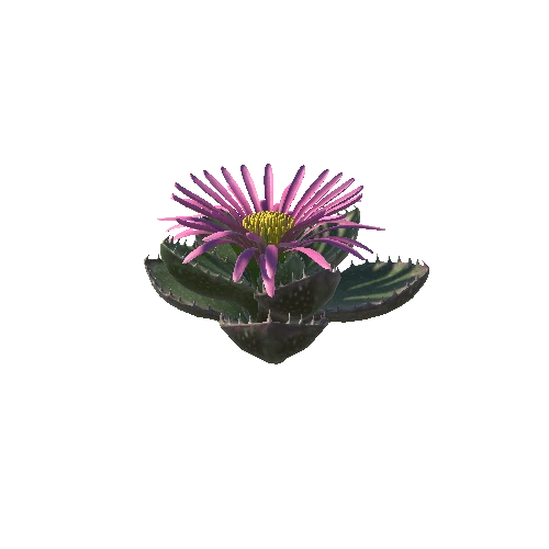 Flower_Faucaria tigrina4 4